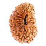 24-mukhi-rudraksha