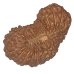 27 mukhi rudraksha