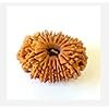 23 Mukhi Rudraksha – Original Nepali