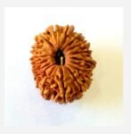 Rudraksha
