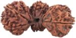 trijuti rudraksha