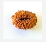 Rudraksha