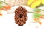 18 mukhi Rudraksha