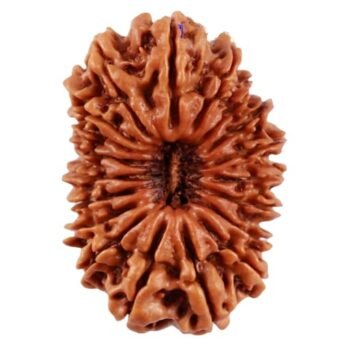 19 Mukhi Rudraksha – Original Nepali