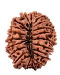 20 Mukhi Rudraksha – Original Nepali