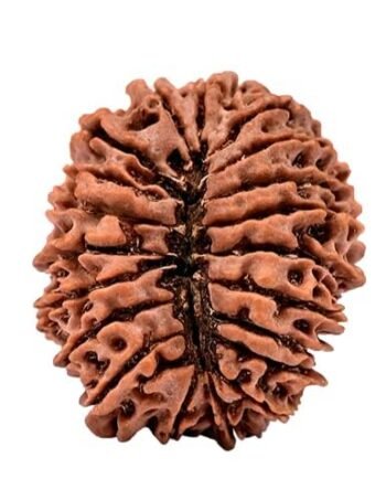 20 Mukhi Rudraksha – Original Nepali