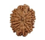 12 Rudraksha