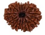 13 Mukhi Faced Indian Rudraksha