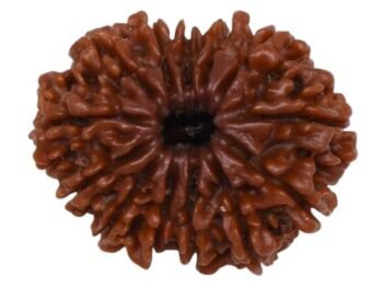 13 Mukhi Faced Indian Rudraksha