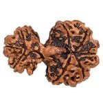 garbh gauri rudraksha