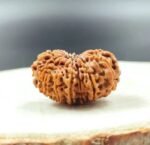 18 mukhi Rudraksha