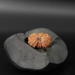 19 mukhi Rudraksha