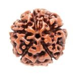5 Rudraksha