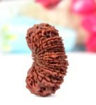 21 mukhi Rudraksha