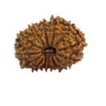 Rudraksha