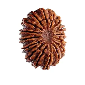 22 Mukhi Rudraksha