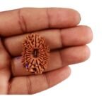 19 mukhi Rudraksha