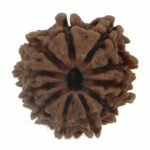 Rudraksha