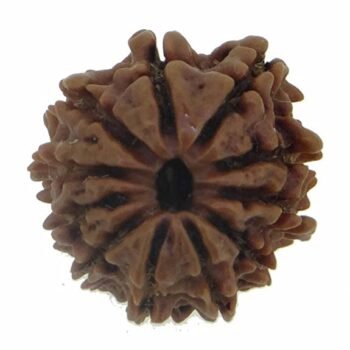 11 Mukhi Faced Indian Rudraksha