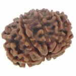 Rudraksha