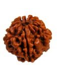 5 Rudraksha