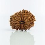 Rudraksha