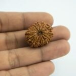 Rudraksha