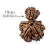 garbh gauri rudraksha