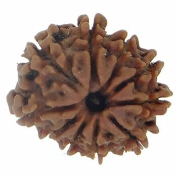 6 Mukhi Rudraksha Original