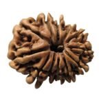 Rudraksha