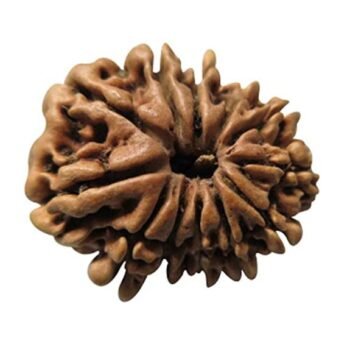 14 Mukhi Rudraksha Nepal Original