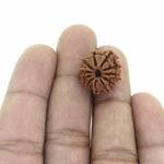 Rudraksha