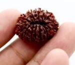 13 Rudraksha