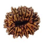Rudraksha