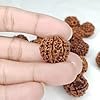 6 Rudraksha