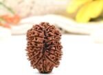 18 Mukhi Rudraksha – Original Nepali