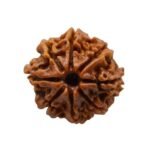 8 Mukhi Rudraksha