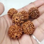 6 Rudraksha
