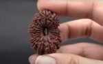 21 mukhi Rudraksha
