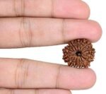 12 Rudraksha