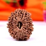 20 Rudraksha