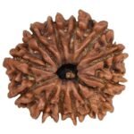 12 Rudraksha
