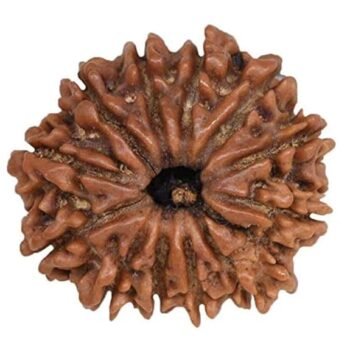 12 Mukhi Faced Indian Rudraksha