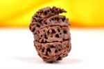 savar naag rudraksha