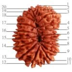 20 Rudraksha