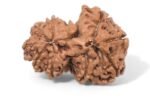 gauri shankar rudraksha