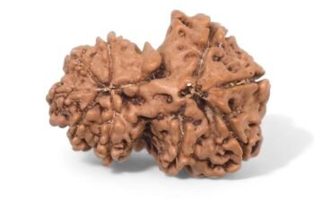 gauri shankar rudraksha