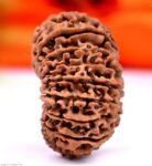 20 Rudraksha