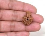 savar naag rudraksha