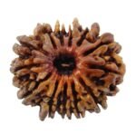 Rudraksha